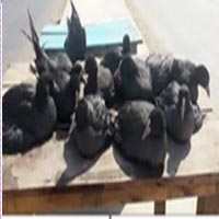 سائيبيريا مان ھٿ آيل پکي وڪري لاءِ رکيل