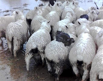 پاڻيءَ ۾ ٻڏڻ کان بچڻ لاءِ رڍن تي سواري ڪندڙ سيهڙ